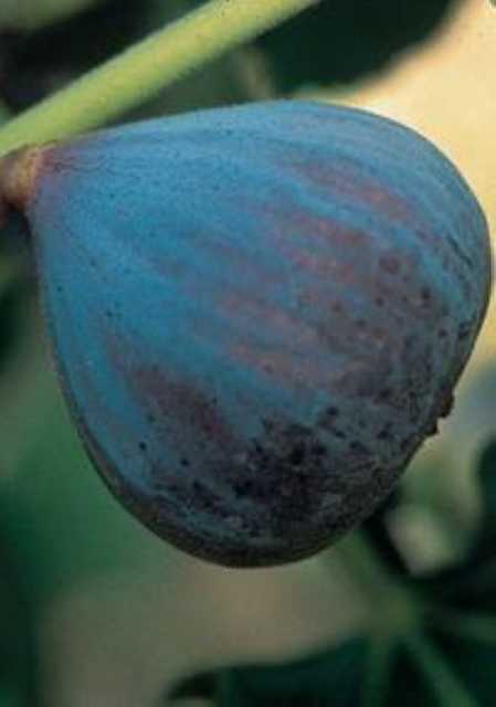 Ficus_carica_'Califfo_Blue'.jpg